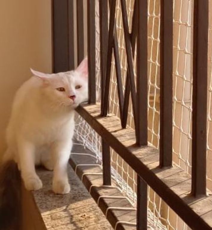 Pets Safety Nets in Bangalore | Dial 7892096725 for Nets Services